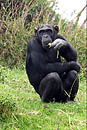Chimp Kenya
